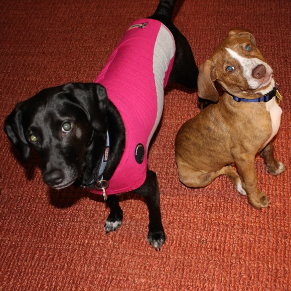 Meet your Posher, Ansley - Picture 8 of 8